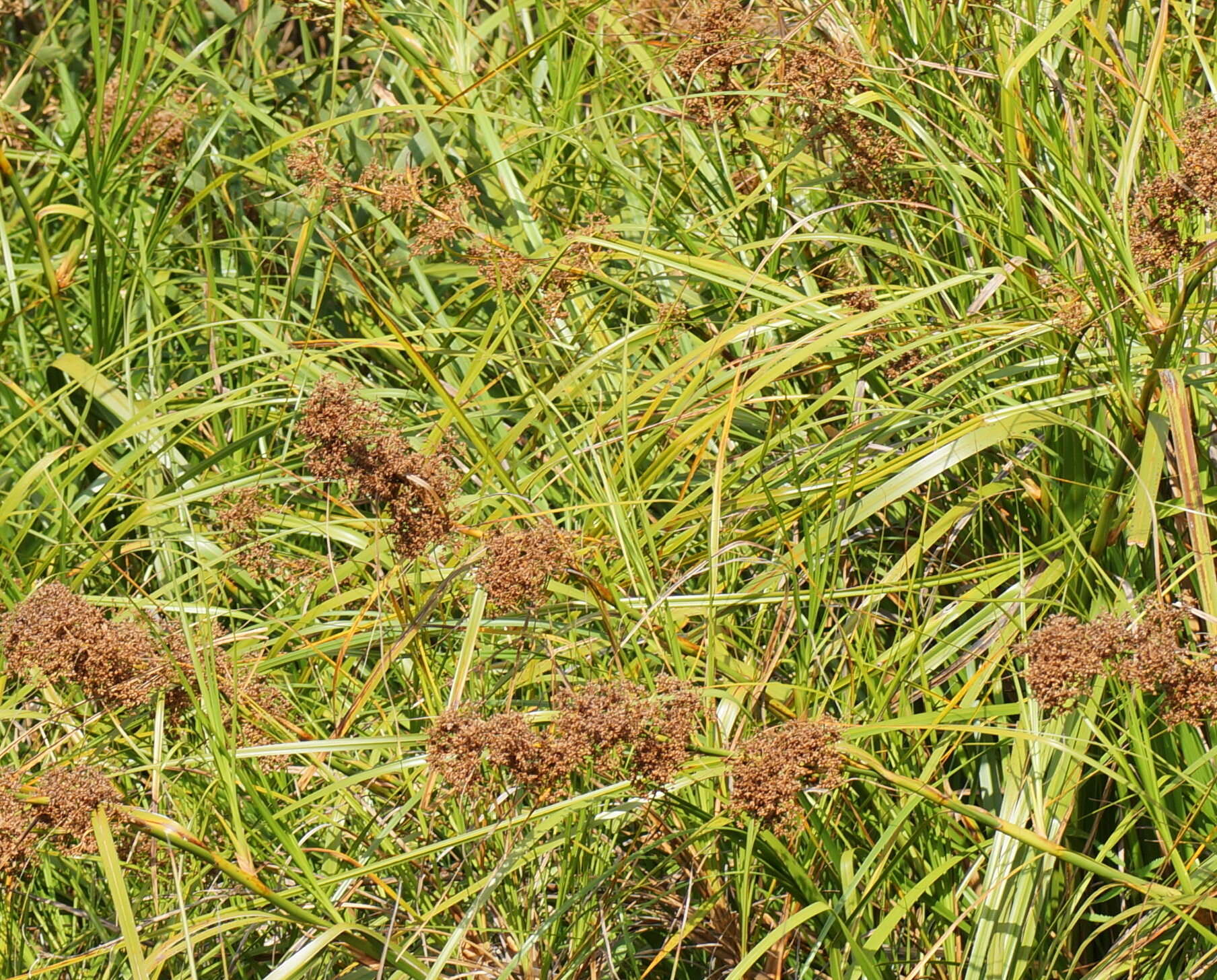 Image of Cladium mariscus subsp. intermedium Kük.