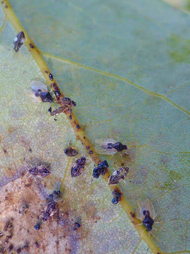 Image of Avocado lace bug