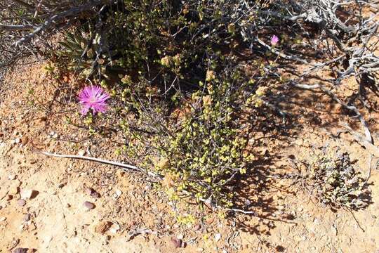 Image of Drosanthemum subcompressum (Haw.) Schwant.