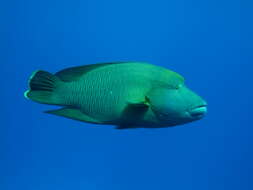 Image of Giant Wrasse