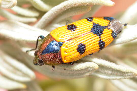 Sivun Castiarina quadrifasciata (Saunders 1868) kuva