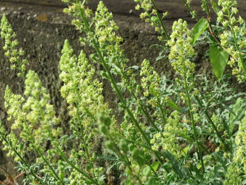 Слика од Reseda lutea L.