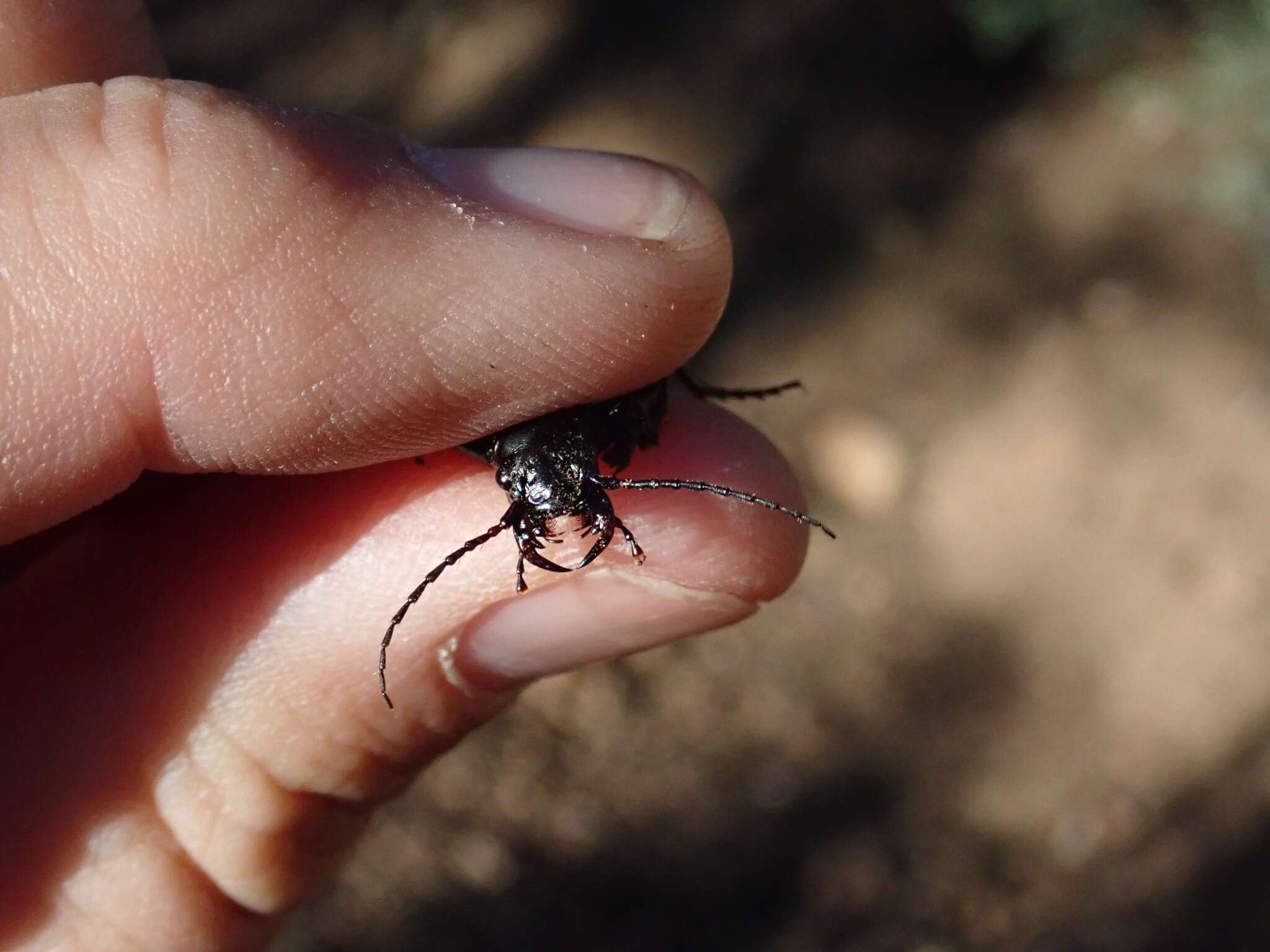 Image of Omus californicus Eschscholtz 1829