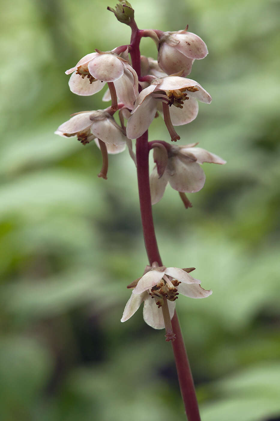 Image of Pyrola japonica Klenze ex Alef.