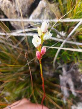 Image of Harperocallis falcata (Ruiz & Pav.) L. M. Campb. & Dorr