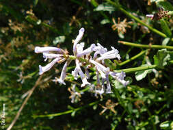 Image of Dipyrena juncea (Gillies & Hook.) Ravenna