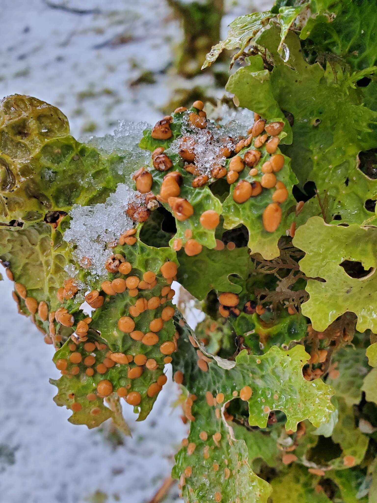 Image of lung lichen