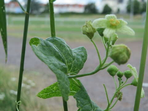 Image of Cretan bryony