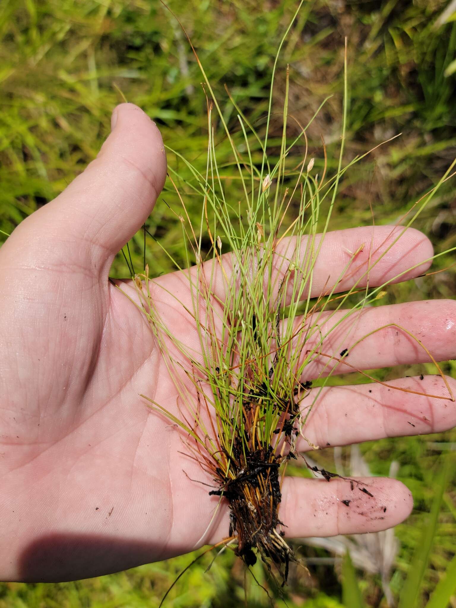 Eleocharis baldwinii (Torr.) Chapm.的圖片