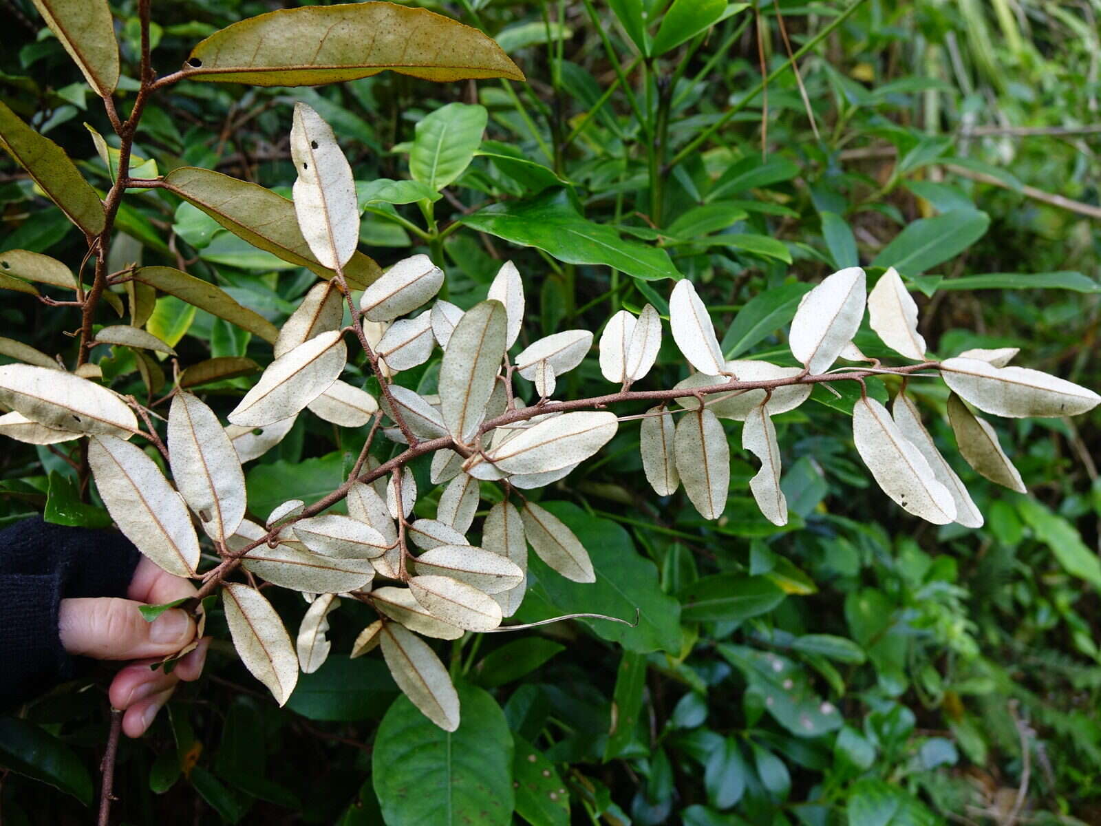 Image of Elaeagnus reflexa E. Morr. & Decne.