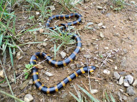 Image of Oaxacan Coral Snake