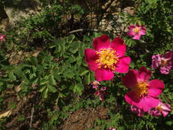 Image of Rosa webbiana Wall.