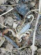 Euscorpius aquilejensis (C. L. Koch 1837) resmi