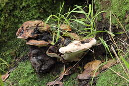 Image of Ganoderma brownii (Murrill) Gilb. 1962