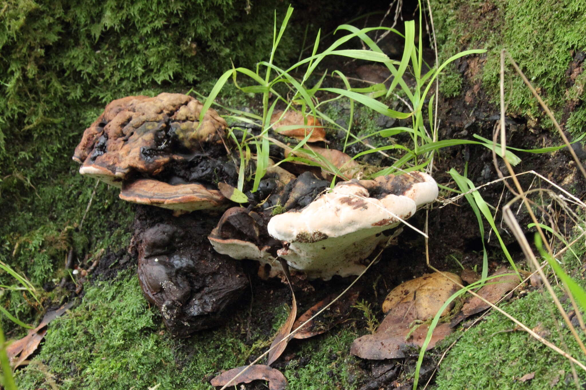 Plancia ëd Ganoderma brownii (Murrill) Gilb. 1962