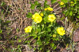 Image of Ranunculus altaicus Laxm.