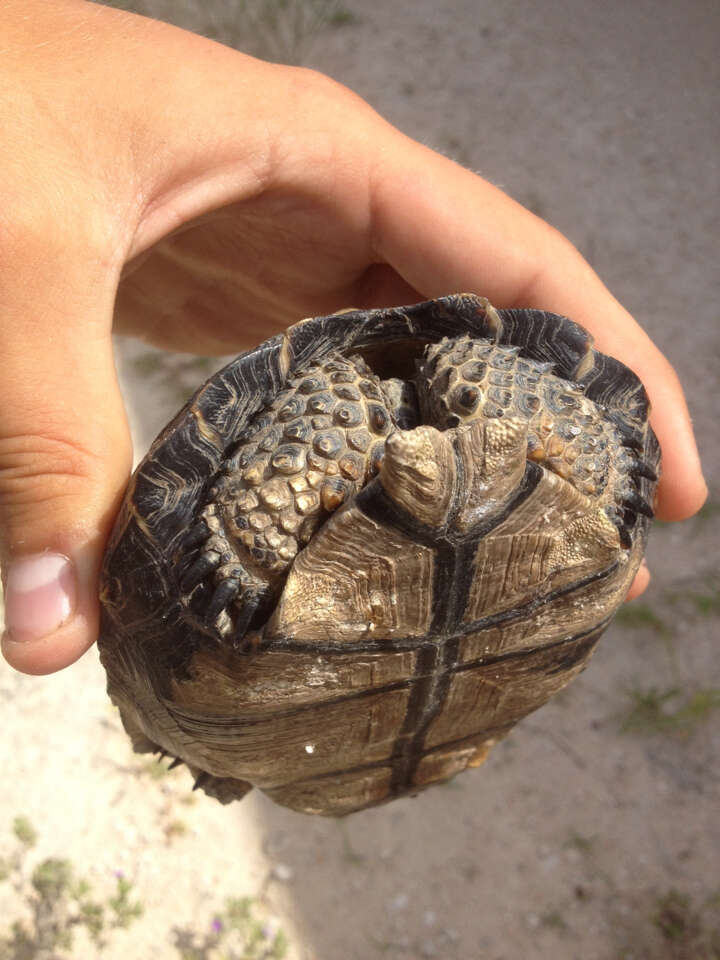 Image of Berlandier's Tortoise