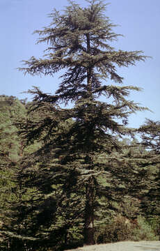 Image of Cyprus Cedar