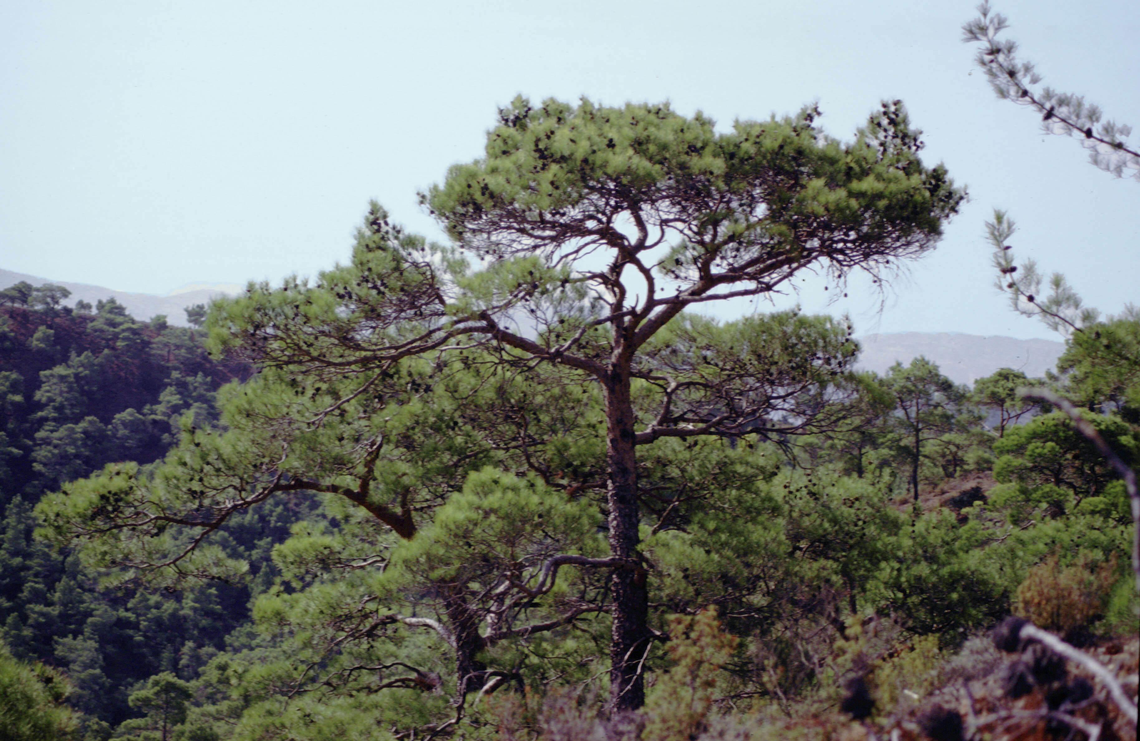 Image of Brutia Pine