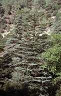 Image of Cyprus Cedar