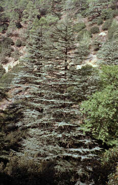 Image of Cyprus Cedar