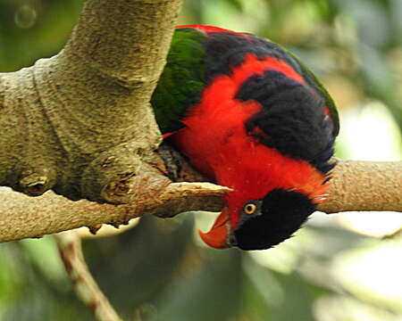 Слика од Lorius lory (Linnaeus 1758)