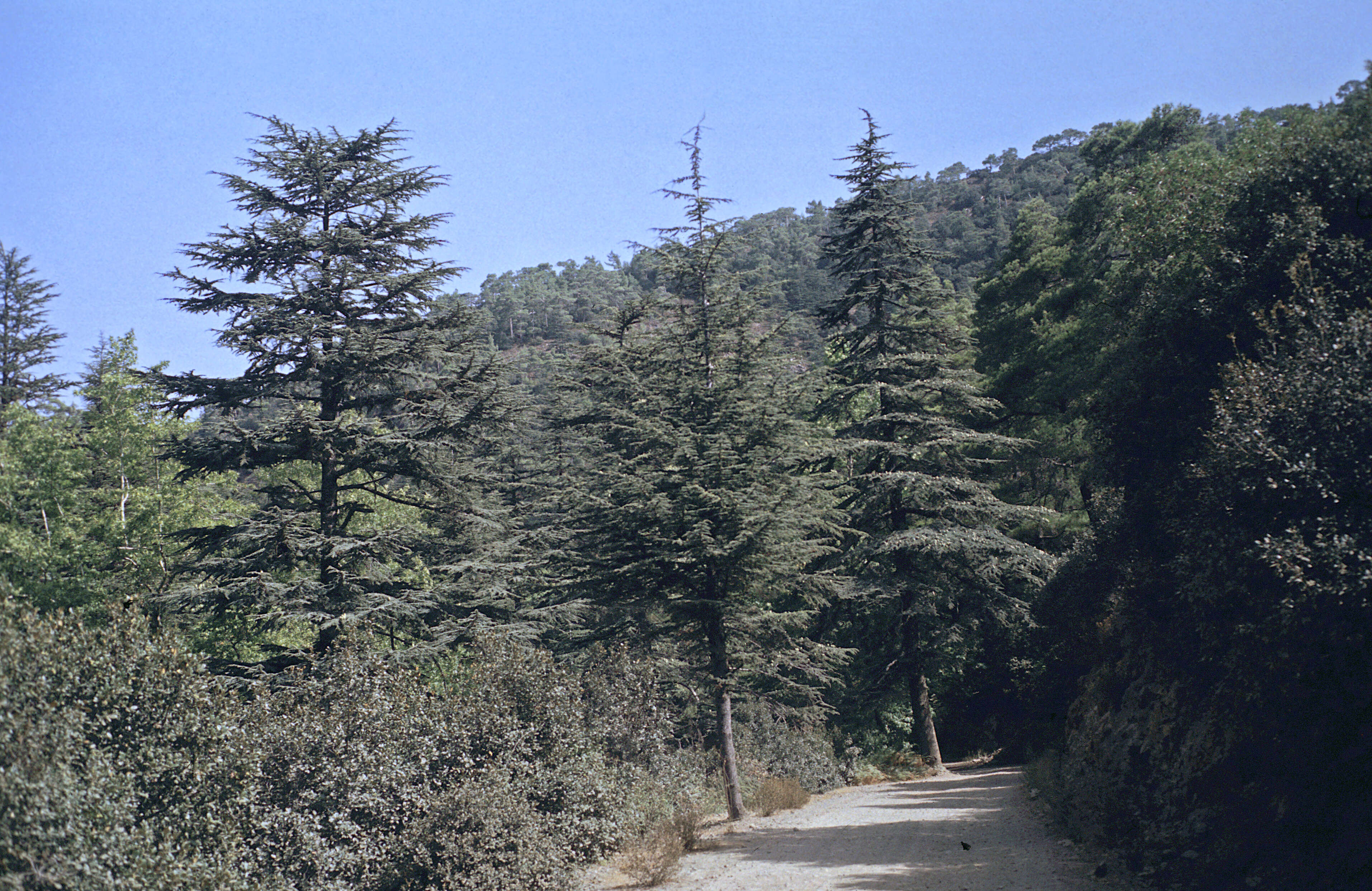 Image of Cyprus Cedar