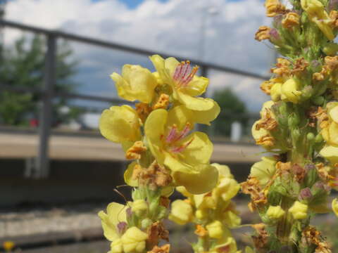 Verbascum nigrum L. resmi