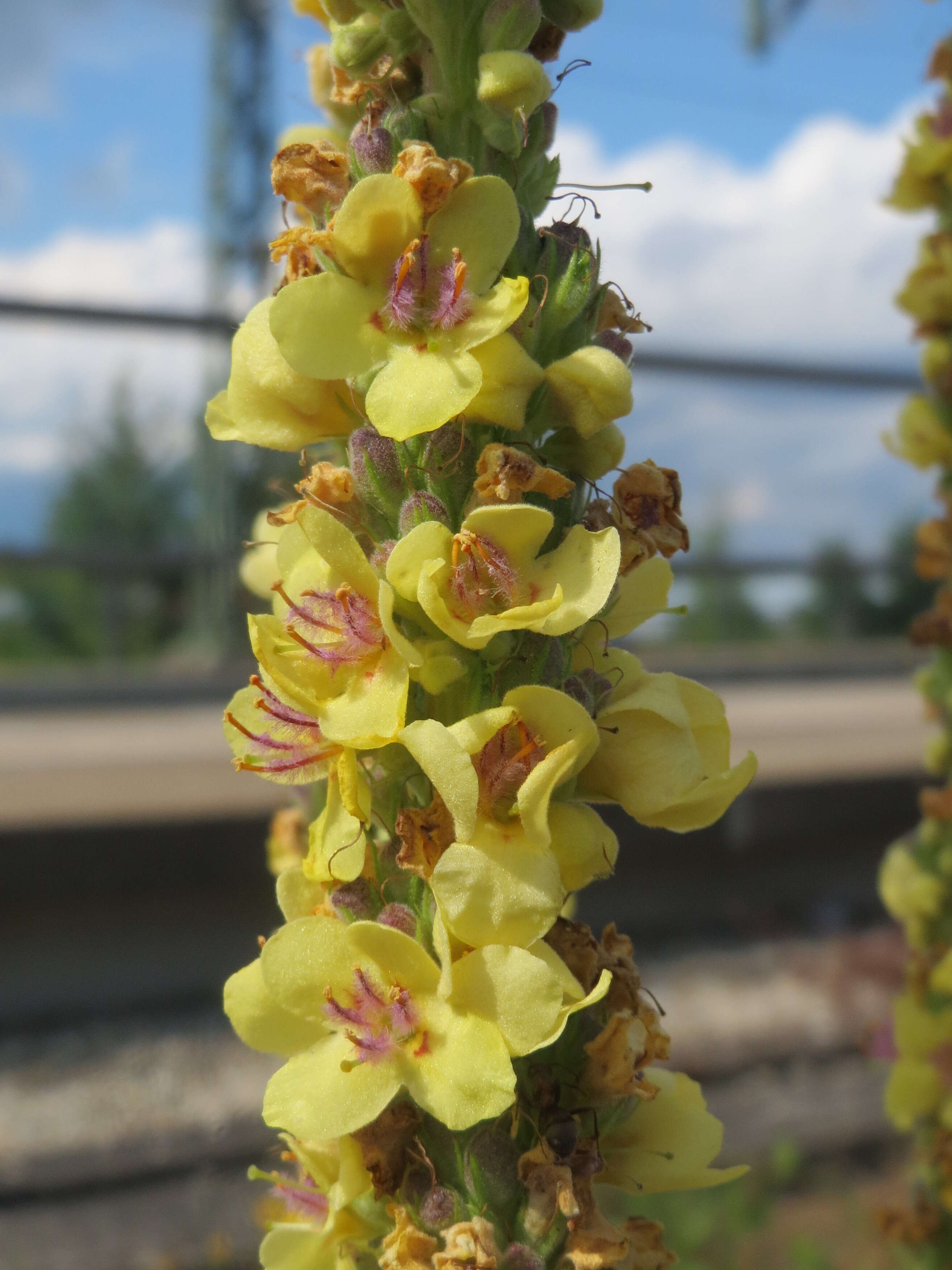 Verbascum nigrum L. resmi