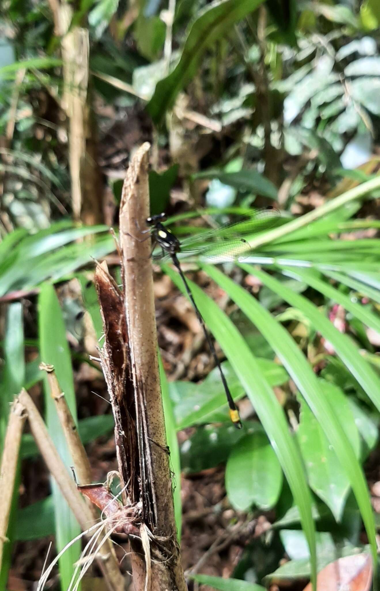 Image of Heteragrion tiradentense Machado & Bedé 2006