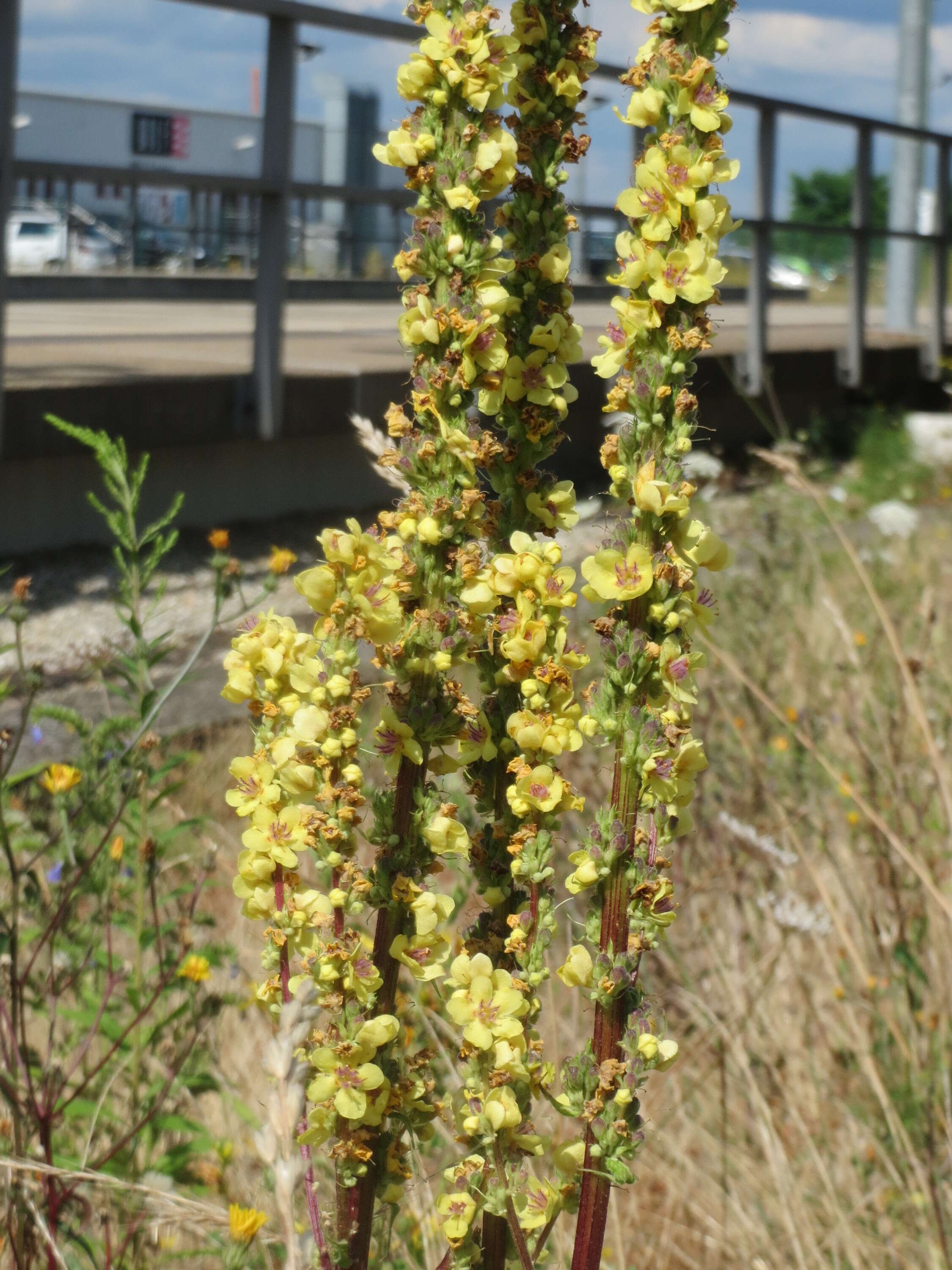 Verbascum nigrum L. resmi