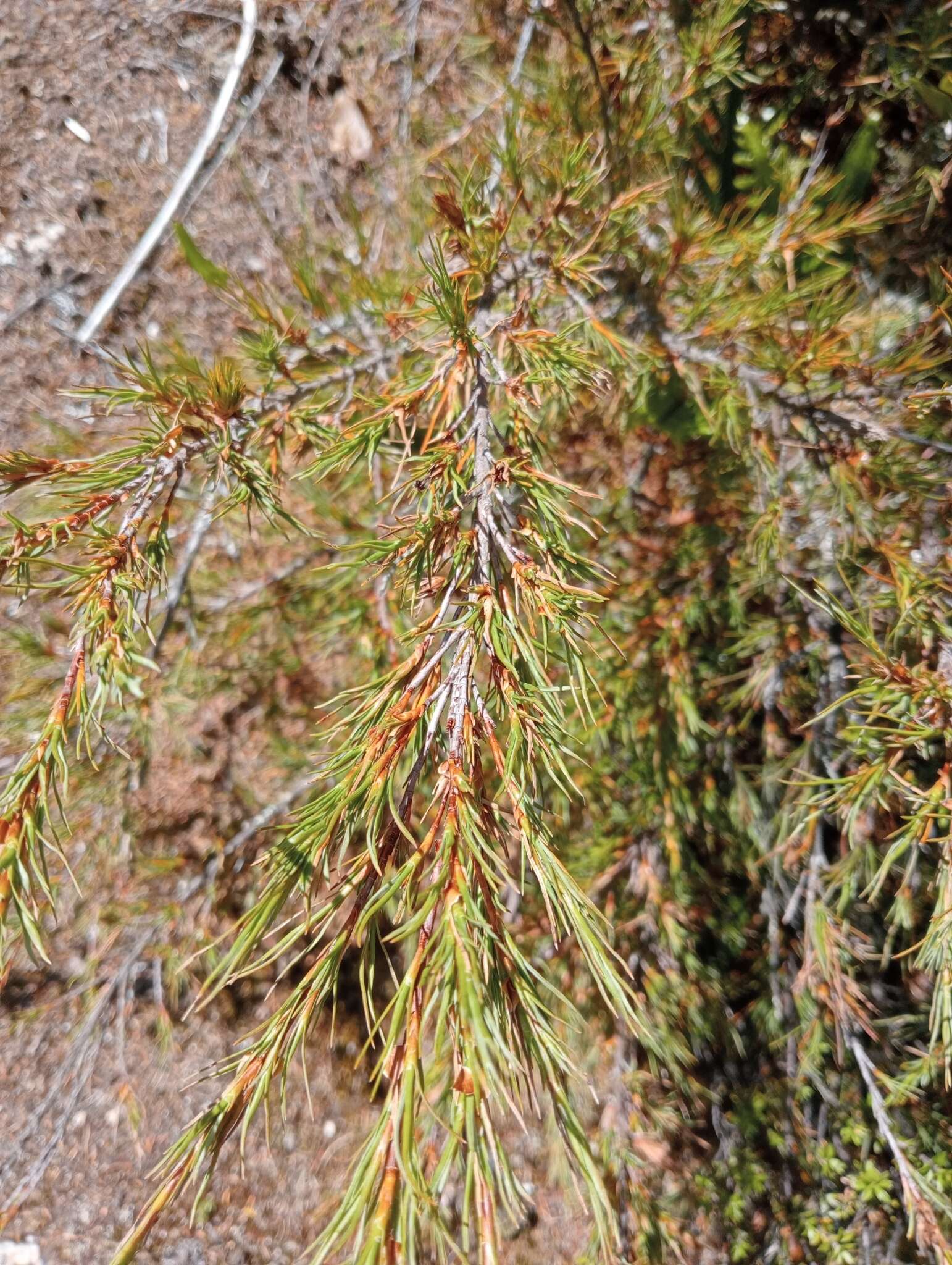 Image of Dracophyllum uniflorum Hook. fil.