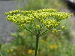 Image of wild parsnip