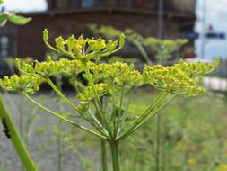 Image of wild parsnip