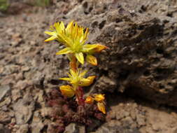 Image de Sedum lanceolatum subsp. lanceolatum