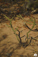 Imagem de Cylindropuntia thurberi (Engelm.) F. M. Knuth