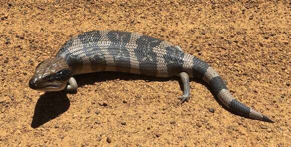 Image de Tiliqua occipitalis (Peters 1863)