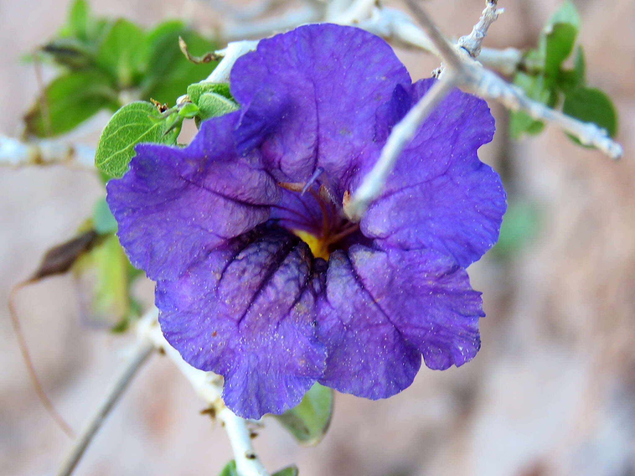 Plancia ëd Ruellia californica subsp. peninsularis (Rose) T. F. Daniel