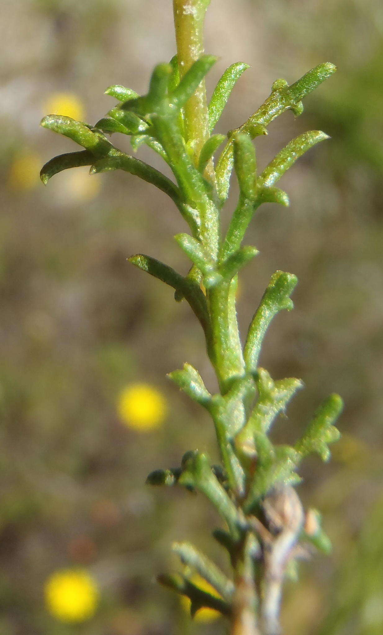 Image of Ursinia trifida (Thunb.) N. E. Br.