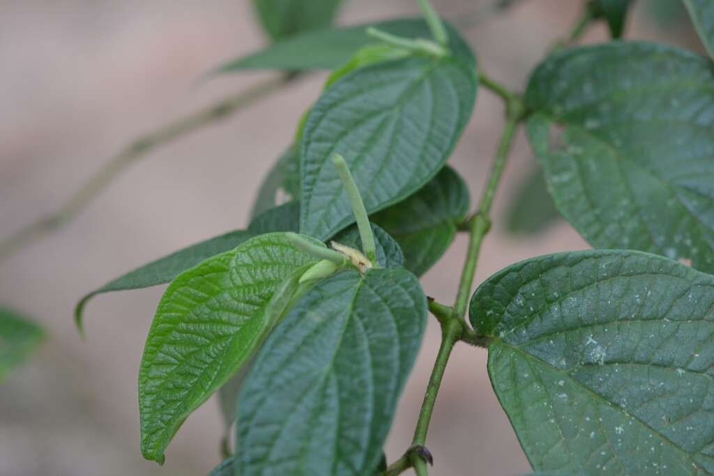 Imagem de Piper pseudoasperifolium C. DC.