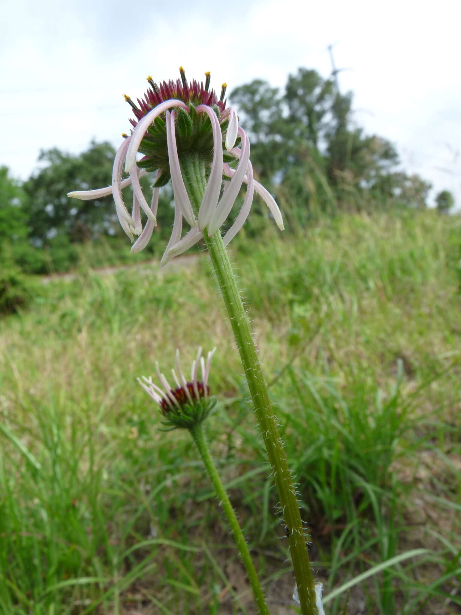 Image of sanguine purple coneflower