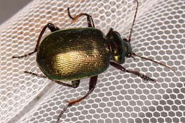 Imagem de Calosoma (Calosoma) schayeri Erichson 1842