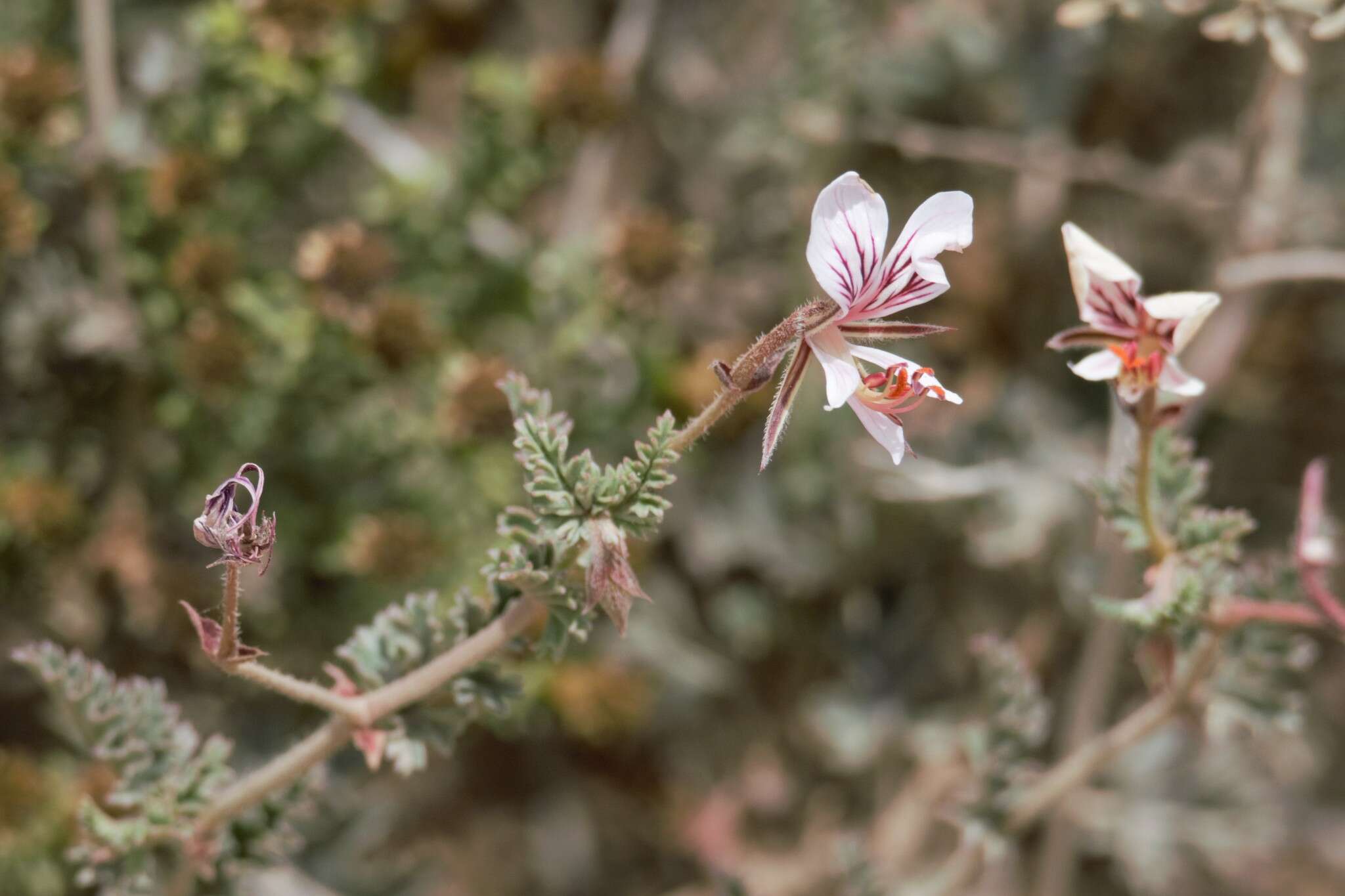 Image of Pelargonium caucalifolium subsp. convolvulifolium (Schltr. ex Knuth) J. J. A. Van der Walt