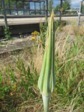 Image of yellow salsify