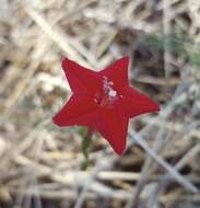 Image of Cypress Vine