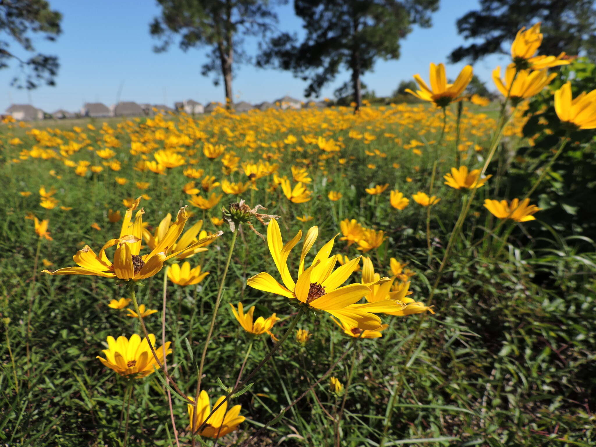 Image of swamp sunflower