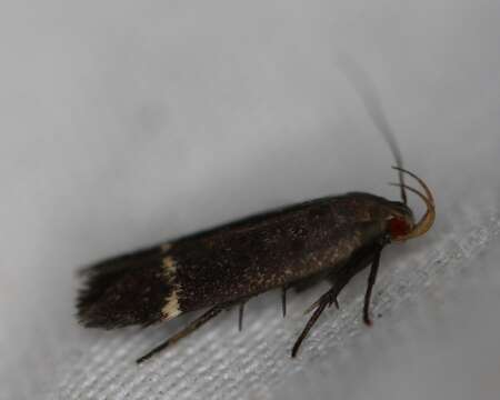 Image of Lupine Leafroller Moth