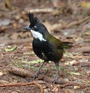 Image of Eastern Whipbird