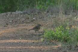 Image of Bearded Scrub Robin