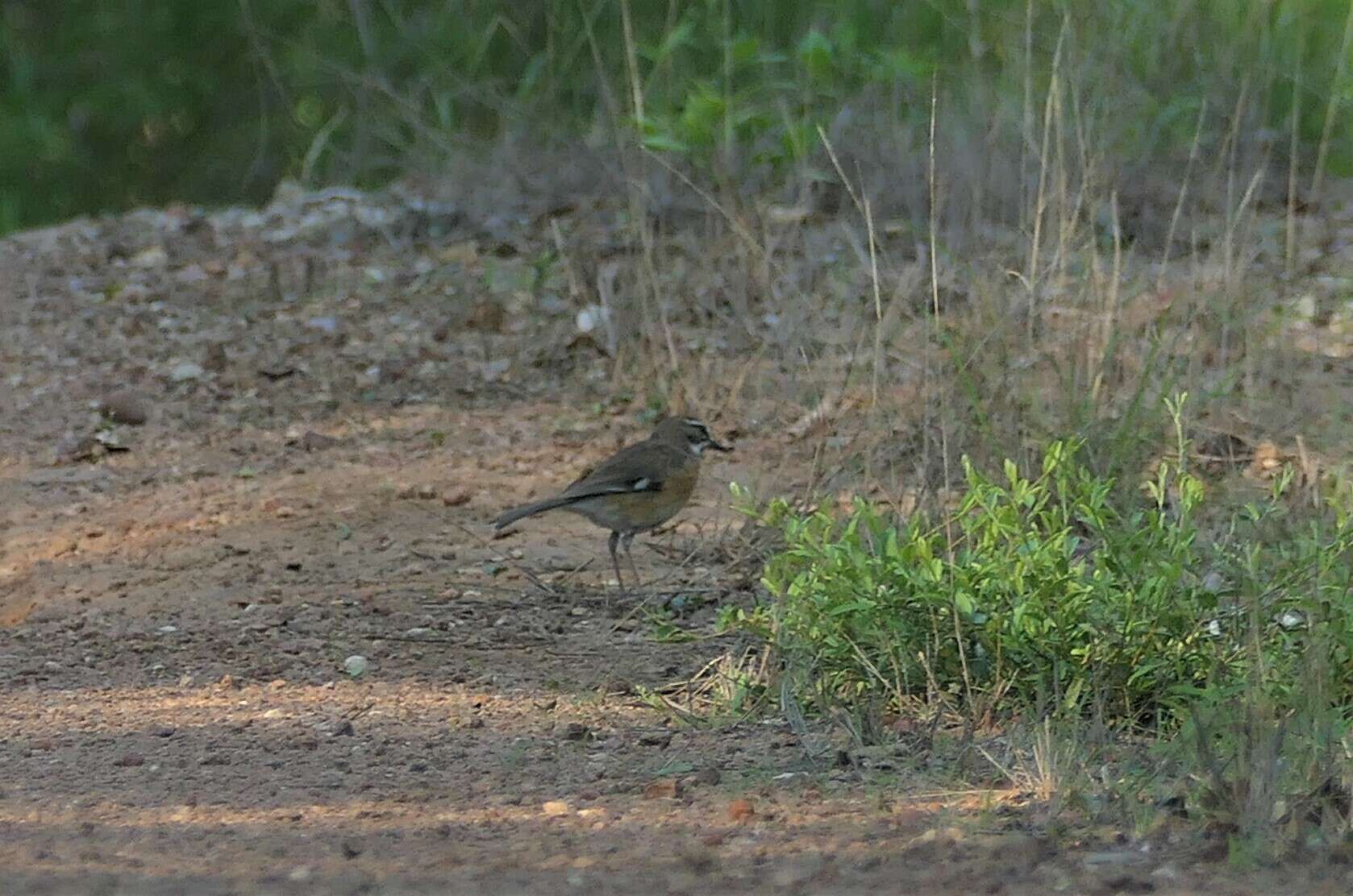 Image of Bearded Scrub Robin